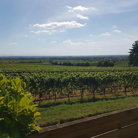 In Den Weinbergen Wachenheim an der Weinstrasse