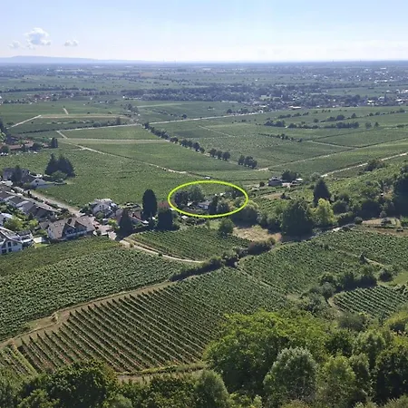 In Den Weinbergen